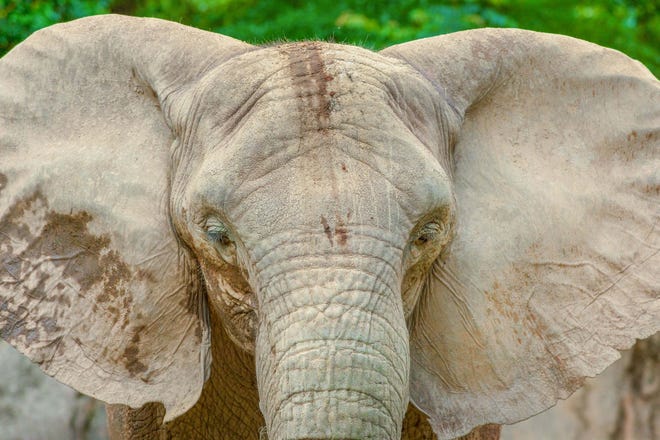 Belle, a 38-year-old female African elephant, will be moving to the Milwaukee County Zoo this fall.