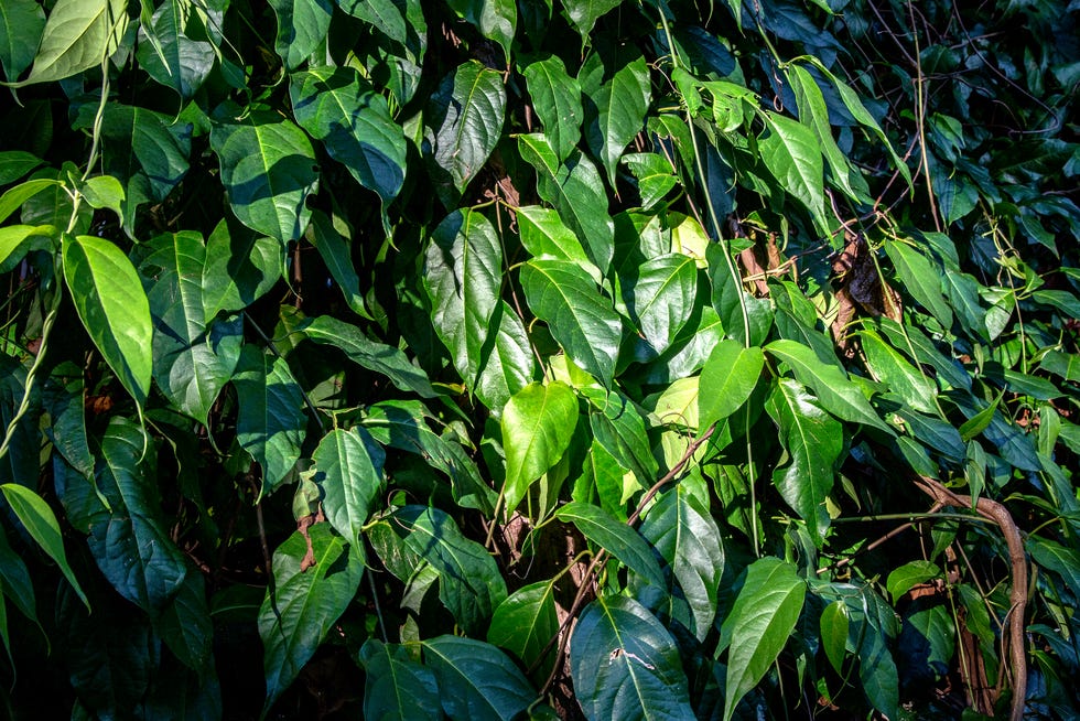 Banisteriopsis caapi leaves, also known as ayahuasca, on April 30, 2018 in Pucallpa, Peru.
